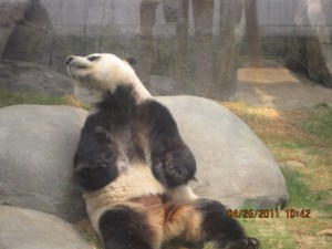 Pandas at Seaworld