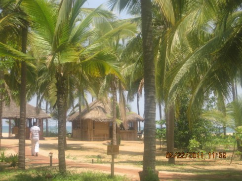 coconut plantation
