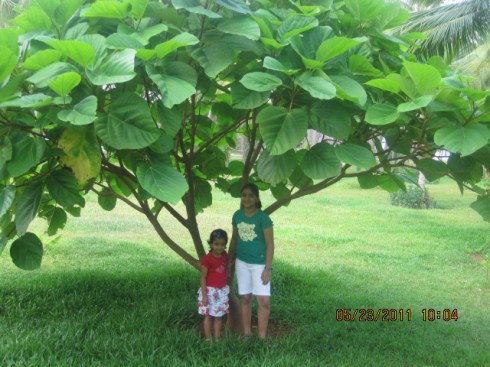 Resort Gardens Neeleshwar Hermitage