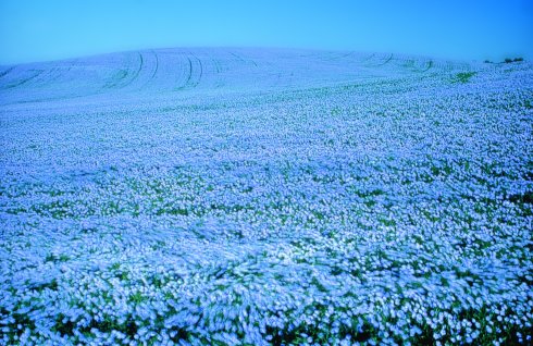 Flax Field