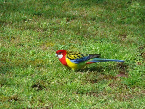 Bird hyde park Hyde park