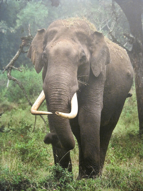 Elephant 1