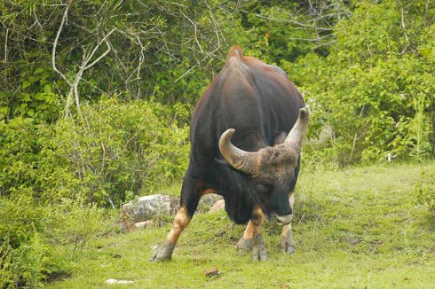 Gaur_bandipur