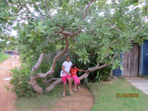 Cashew Tree daughters