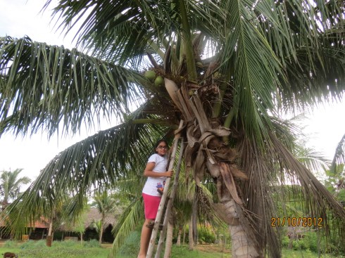 green coconut Farm coconut tree