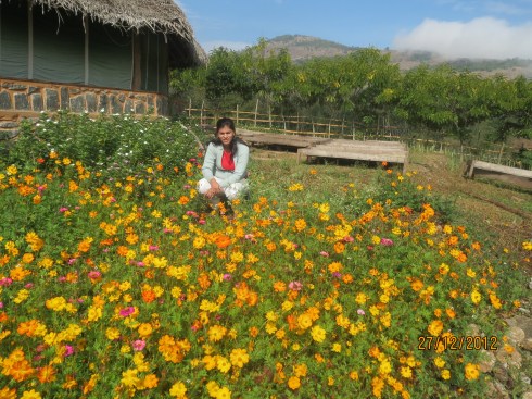 variety of exotic fruits trees nice plantation