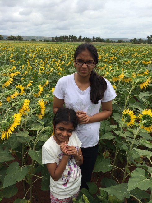 very fertile and black soil sunflower plantation