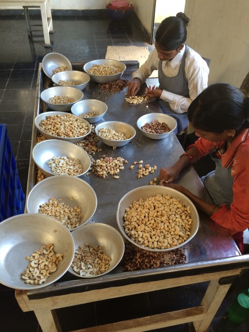 boiled cashew kernels Cashew land