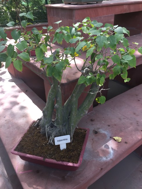 Herbal Garden at Rashtrapati Bhawan Herbal Garden