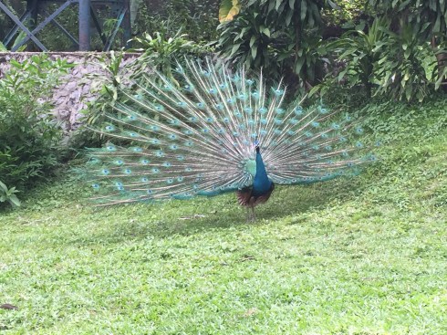 Peacock