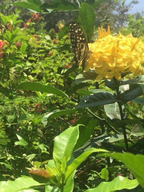 Beautiful butterfly park