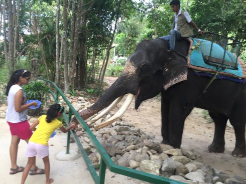 Elephant ride in cable park