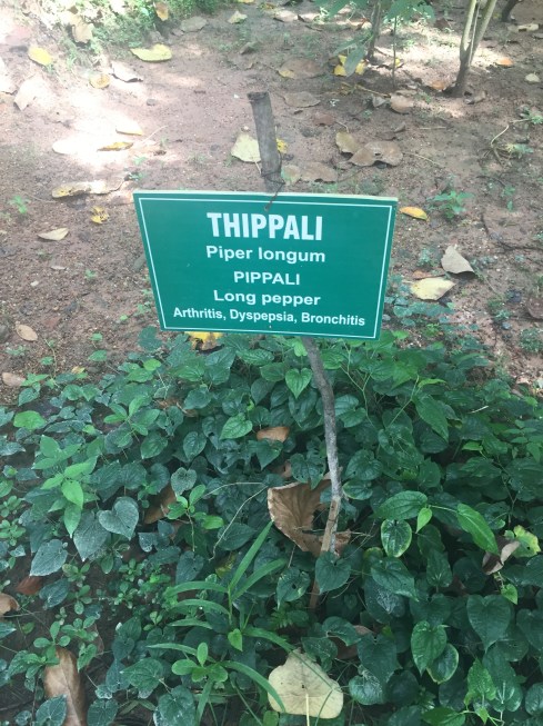 they have a nice collection of Organic plants. Hotel are having rare herbs for cooking come from the Organic garden