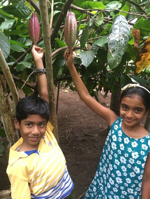 cocoa farm organic farm