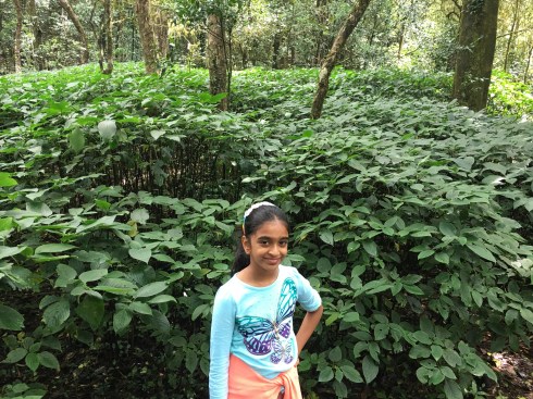 Embedded in Nature Places with Greens in Taj Coorg