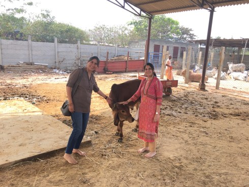 Goshala ISKCON Narasimha-Giridhari Mandir