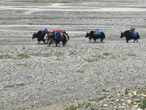 Kailash Mansarovar, Yak land